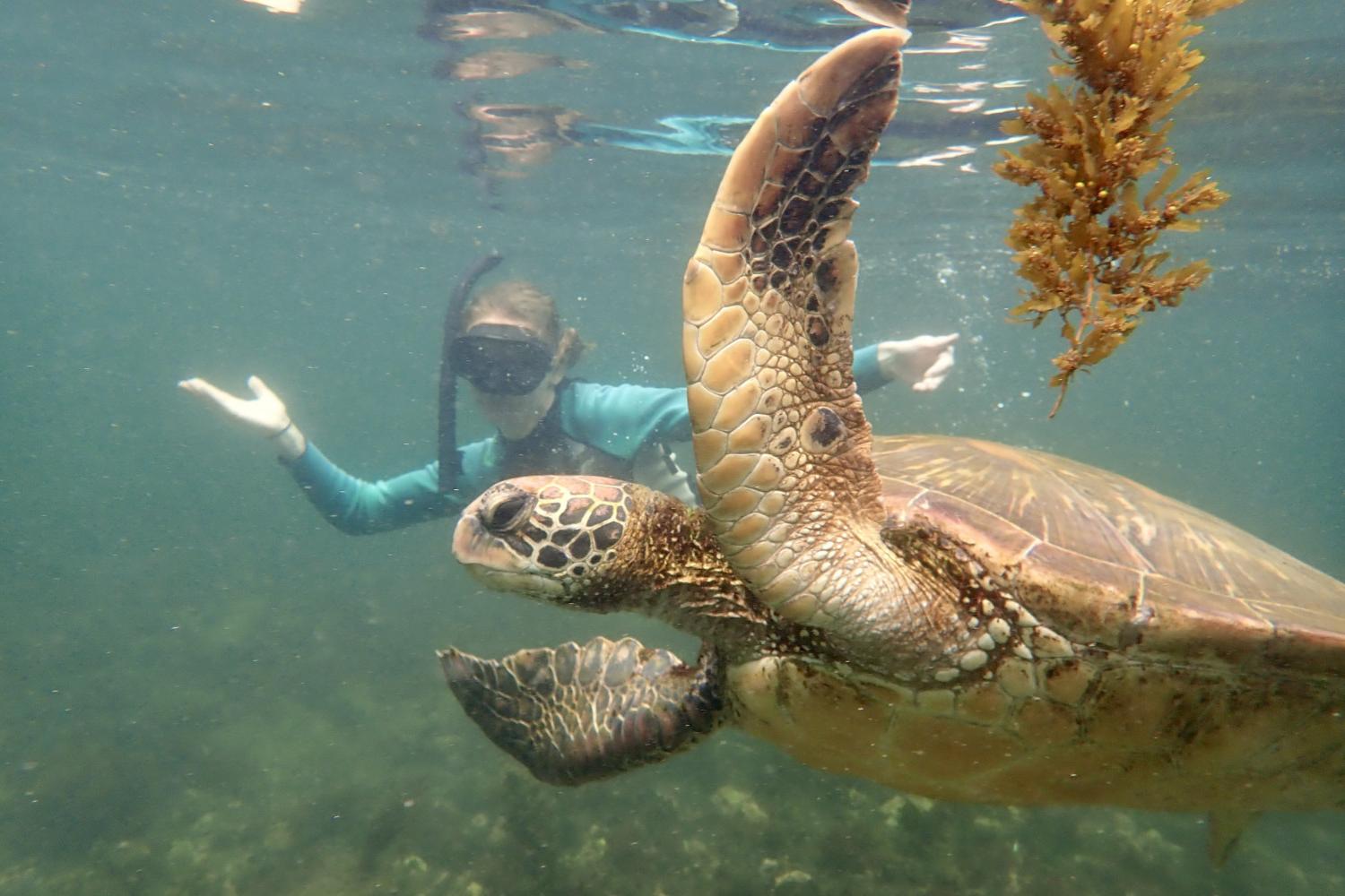 一名<a href='http://hk34.hbwendu.org'>博彩网址大全</a>学生在Galápagos群岛游学途中与一只巨龟游泳.